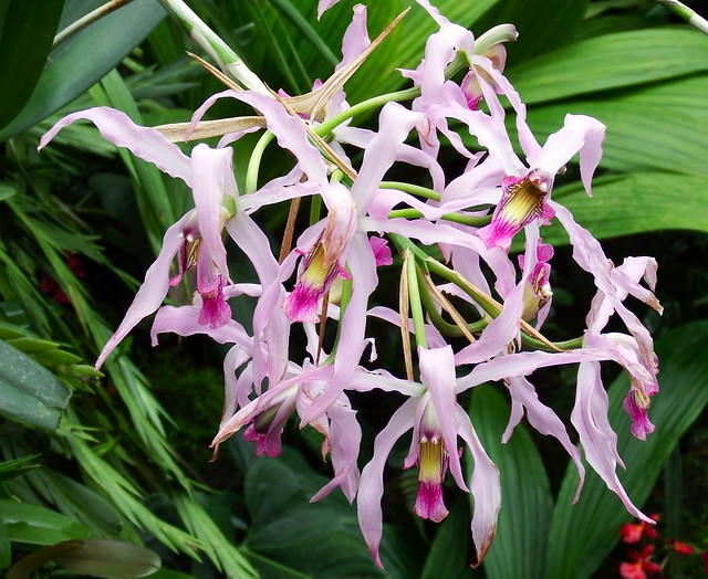 Orchid Festival Kew.