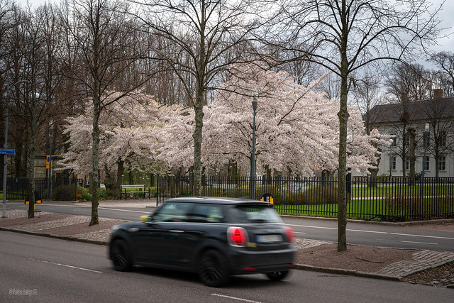 Blooming trees in Gothenburg 🇸🇪