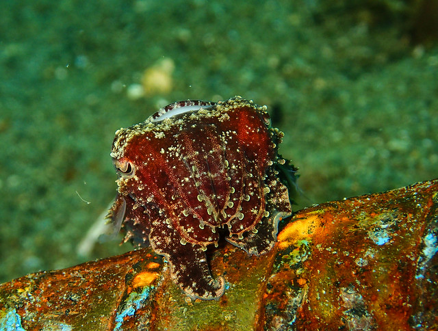 Sepia sp.-Cuttlefish - Ambon Indonesia