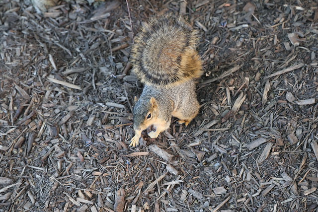 Fox Squirrels in Ann Arbor at the University of Michigan on April 22nd, 2024
