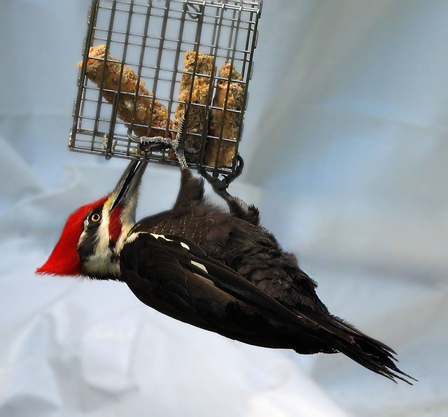 Woodpecker-Big Red (Pileated)