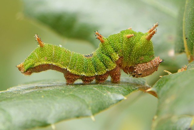 Caterpillar of a California Sister butterfly on an oak leaf