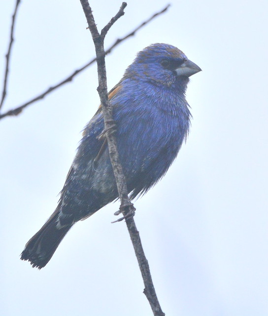 Blue Grosbeak, San Luis Obispo Co, CA