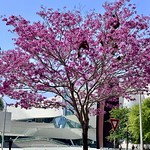 Pink Trumpet Tree Segerstrom Center for the Arts