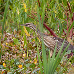 American Bittern (6) American Bittern doing Bittern things then eating a crayfish. I hadn&#039;t seen one of these for a long time as they are very shy birds. This one I was able to get fairly open shots of as it ate a crayfish and then it began pretending to be a weed.