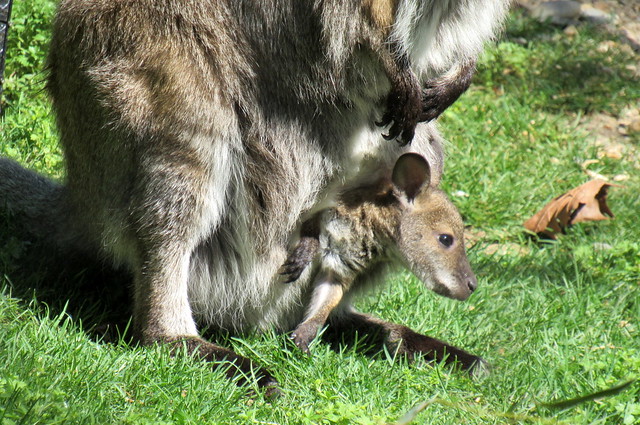 National Zoo  -  Wallaby joey