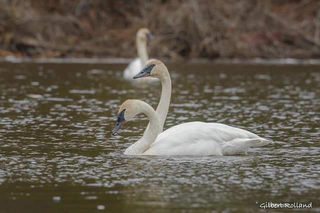 Cygne trompette - Trumpeters Swan