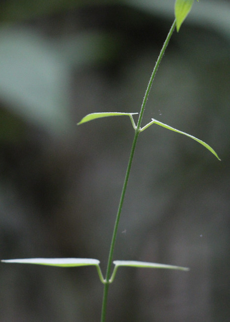 Leafless Swallowwort (Orthosia scoparia)