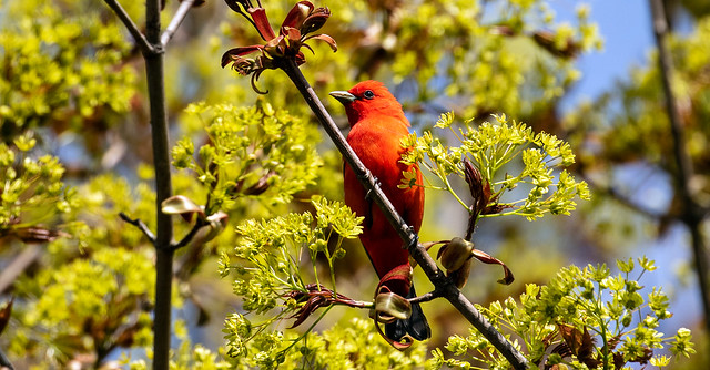 015A3085 Scarlet Tanager
