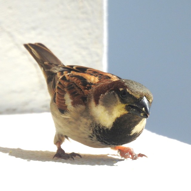 Crouching Sparrow, Hidden Eagle.. Perhaps  ??