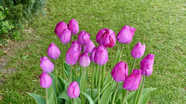 Tulipa 'Attila'