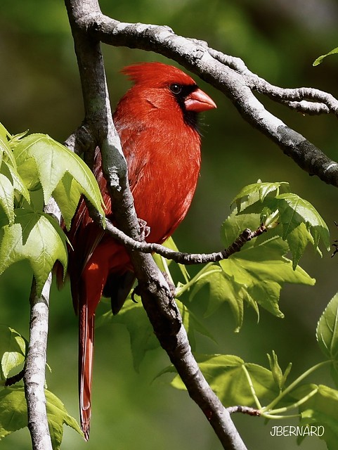 Northern Cardinal Male (Cardinalis cardinalis)