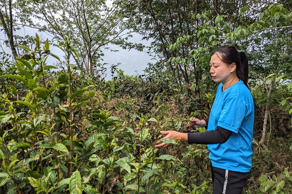 寶山津女主人洪照翎青年返鄉接手家族經營的茶園，採野放管理、在地製茶。攝影：李育琴