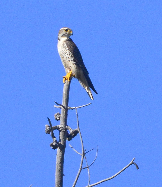 Prairie Falcon, San Luis Obispo Co, CA