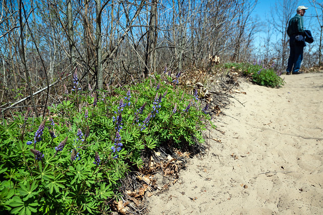 Lined With Lupine