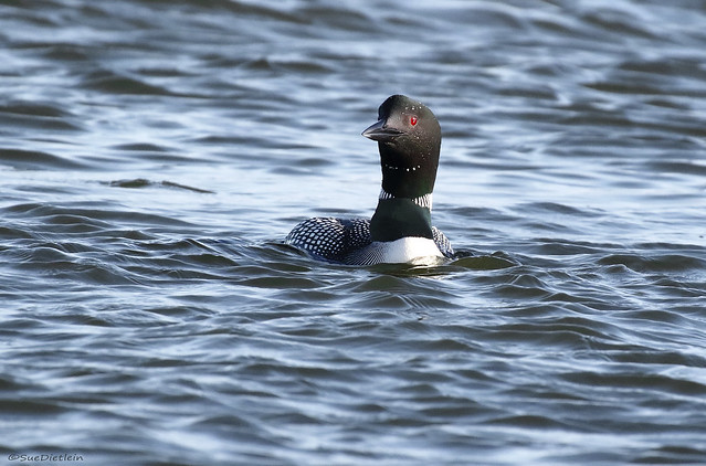 Common Loon - 094A6191a2c