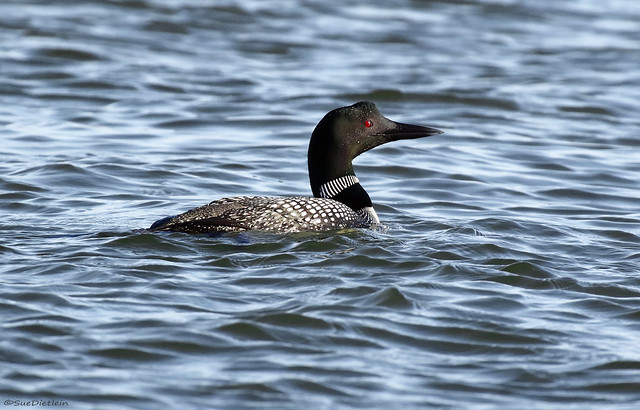 Common Loon - 094A6203a1c2c