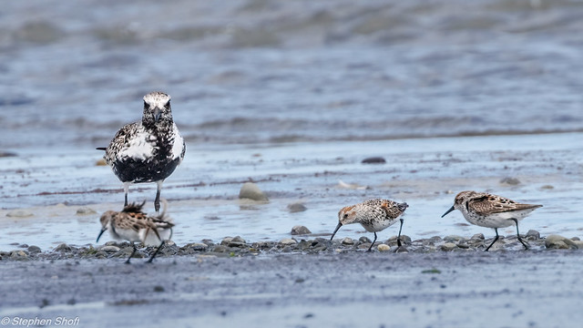 Plover and Dunlin