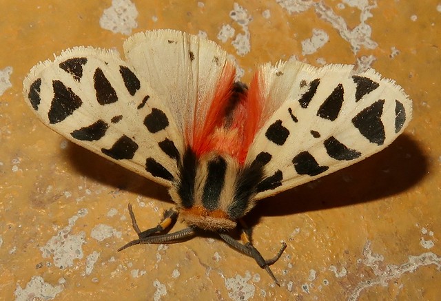 Mexican Tiger Moth, Apantesis proxima, male, Tubac