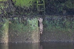 Otter on the breakwater