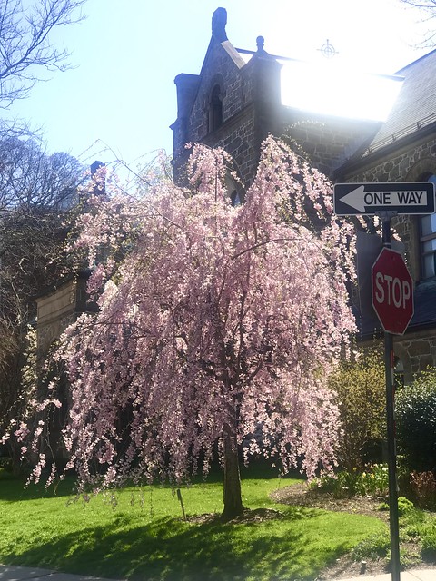 Cherry tree in bloom
