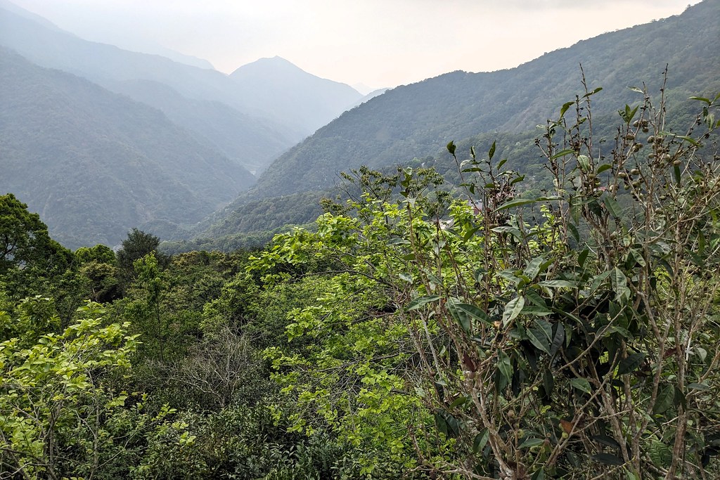 高雄寶山台灣原生山茶的生長環境。攝影：李育琴