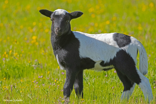 A handsome goat
