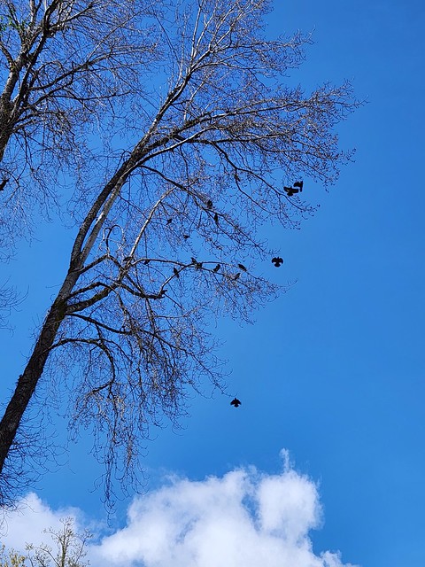 Crows, Olympia, WA