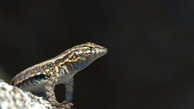 Side-blotched lizard (Uta stansburiana)