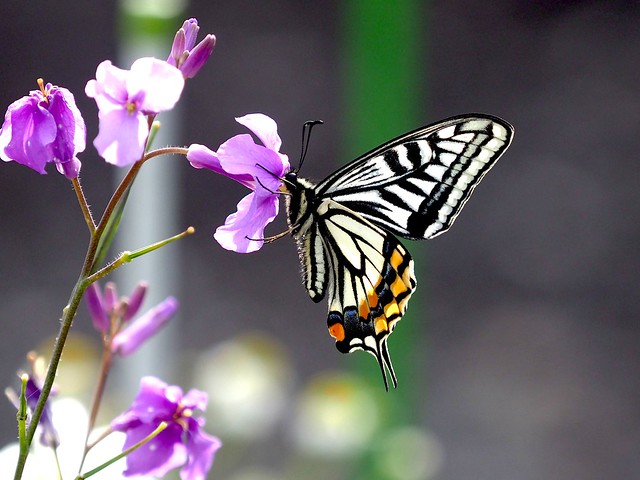 OMD EM1 4.23.2024 butterfly 1