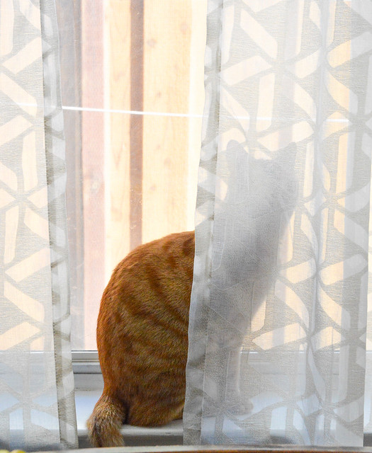 Oscar admiring th lavender plant.  Ignore the Oscar behind the curtain