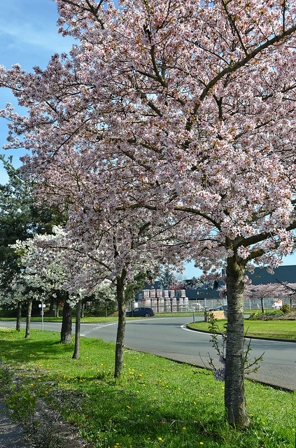 Un air de printemps à Compiègne - Carrefour de Shirakawa - Cerisiers sakura (cerisiers Yoshino)