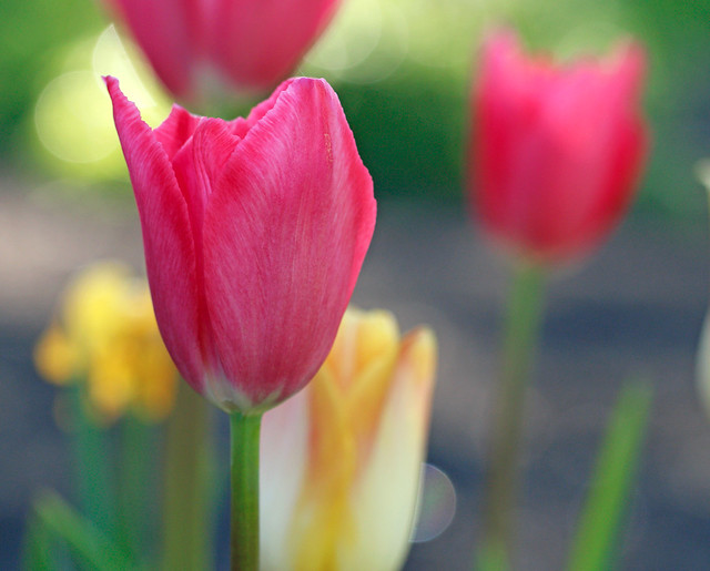 Tuesday's tulip