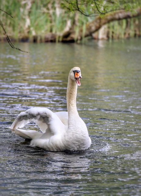 White swan beauty @Abdij van Park Heverlee (Leuven)