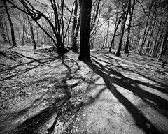 Woodland Shadows
