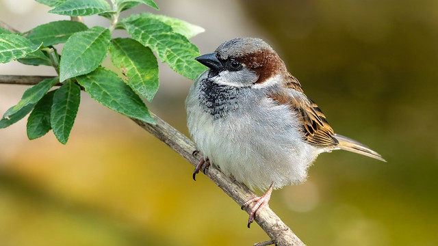 sparrow on the branch