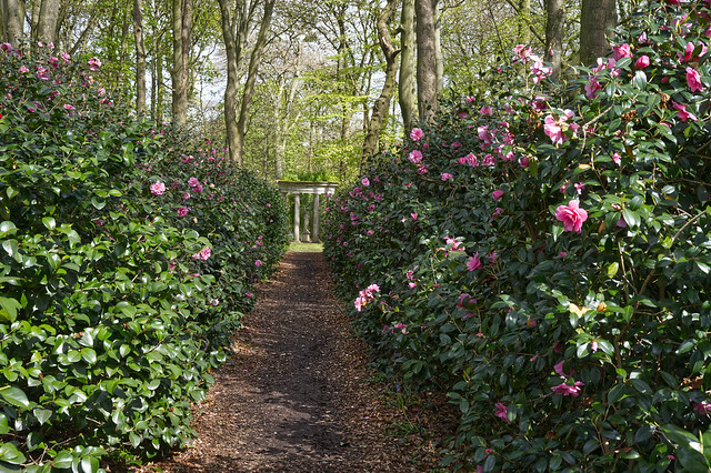 Camellia avenue at Renishaw Hall Gardens , North East Derbyshire , England , UK .