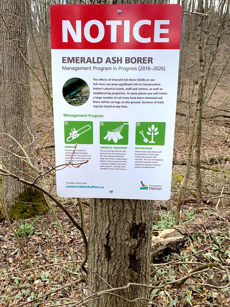Sign on Ash Tree Destroyed by Emerald Ash Borer