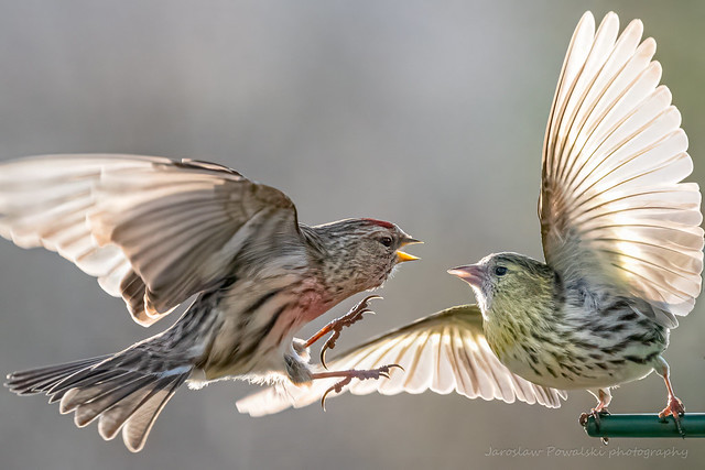 JP - Bird quarrel. Tarras Valley Nature Reserve