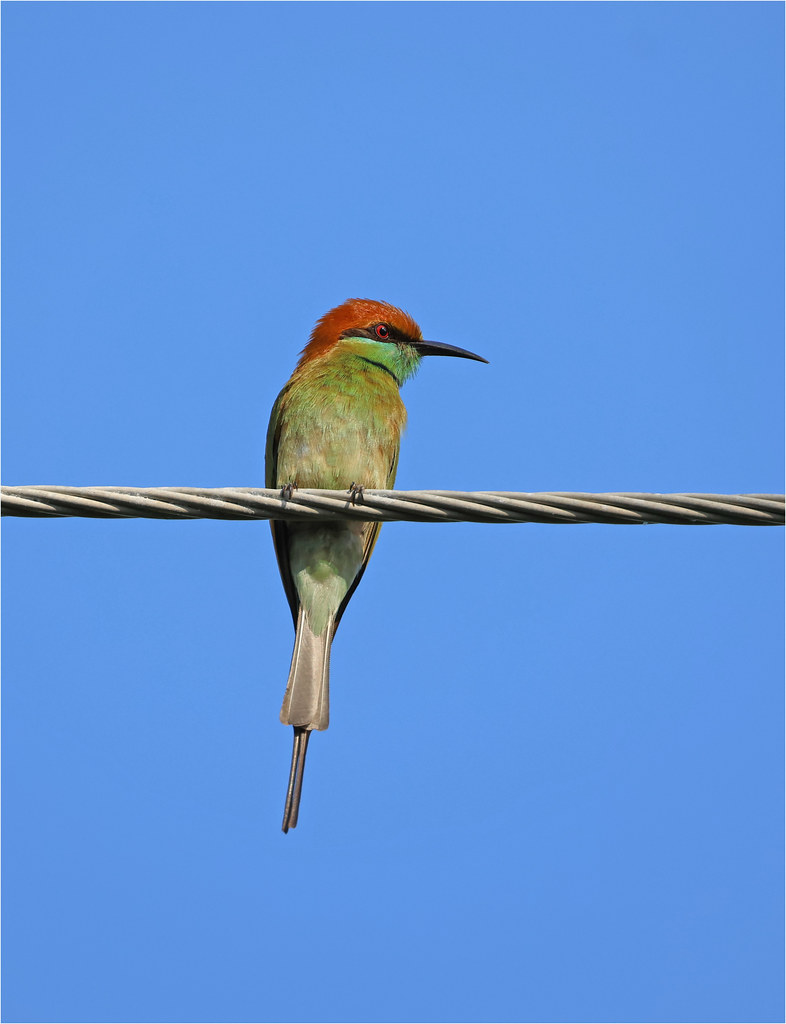 Asian Green Bee-eater - Merops orientalis