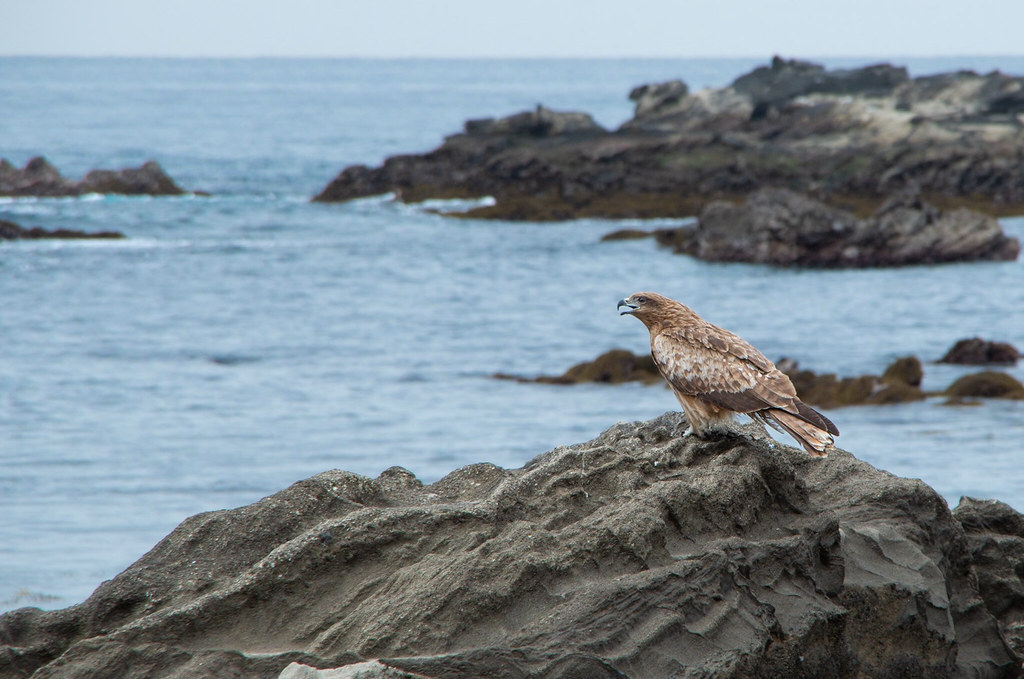Hawk on Jogashima 城ヶ島のトンビ