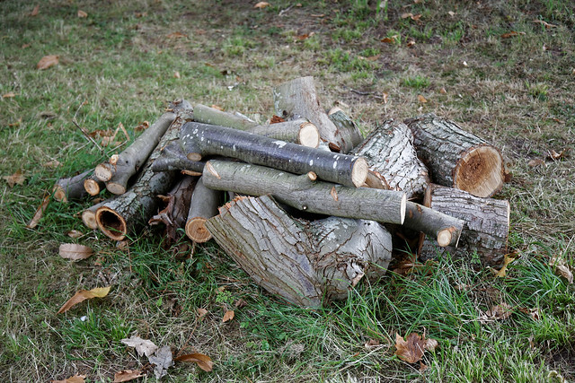 Arboretum logs woodpile at Goodnestone Park Kent England 1