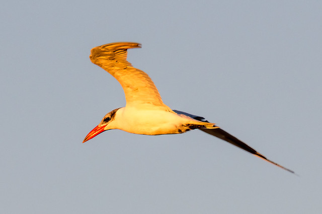 Royal Tern in the sunset sky