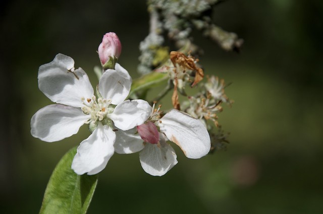 Blühte Apfelbaum / Bloomed apple tree