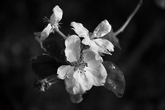 Blühte Apfelbaum / Bloomed apple tree ( S/W )