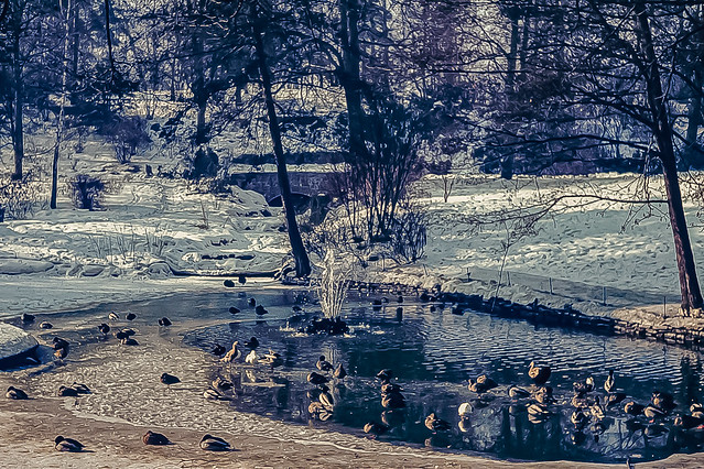 Bad Nauheim - Entenparadies im Winter<>Duck paradise in winte