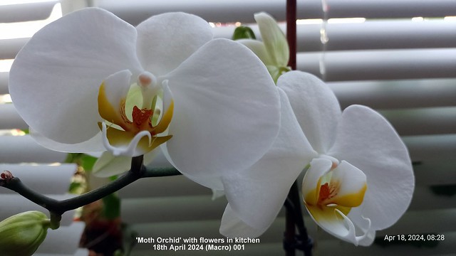 'Moth Orchid' with flowers in kitchen 18th April 2024 (Macro) 001