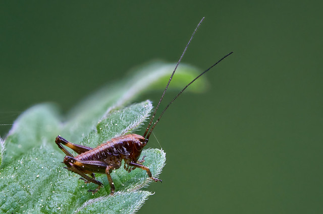 Heuschrecke - grasshopper