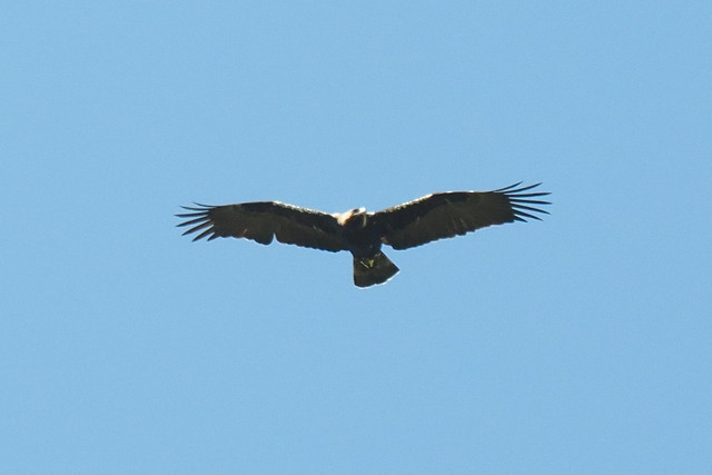 P4191161 Aguila imperial ibérica