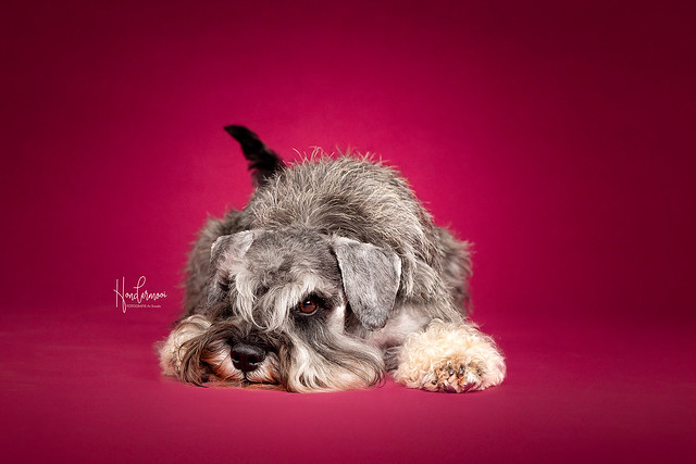 Schnauzer dog in studio contact info@hondermooi.be for licensing info